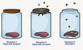 GENERACIÓ ESPONTÀNIA (Filòsofs grecs)