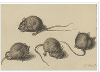 Generació Espontània