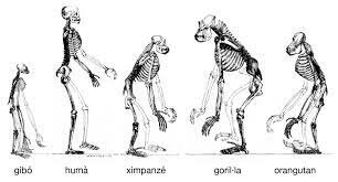 APARICIÓ DELS HOMANDS