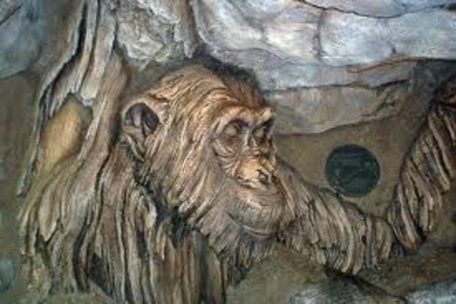 Disneys Tree of Life