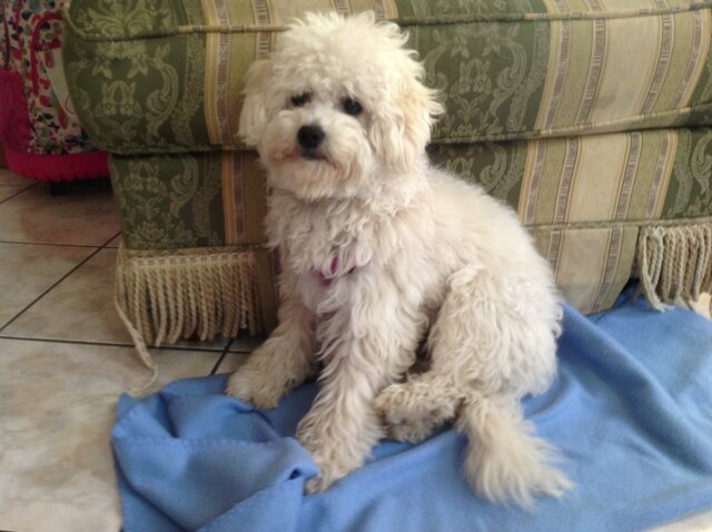 Adopté a mi perrita