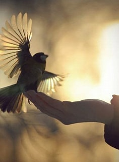 Fine seconda guerra mondiale