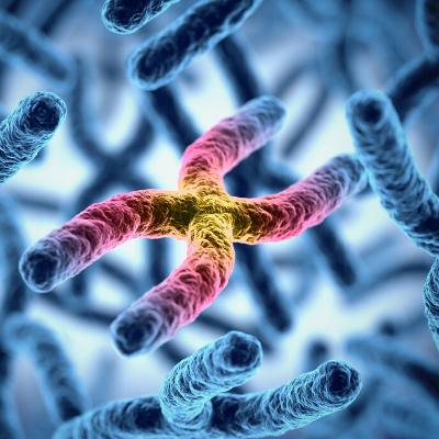 Scoperta dei cromosomi