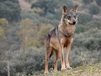 LA CORONA DE CASTILLA DA RECOMPENSAS POR MATAR LOBOS
