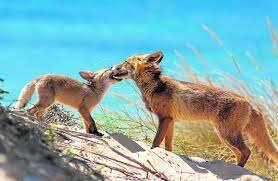 LEY DE ANIMALES DAÑINOS