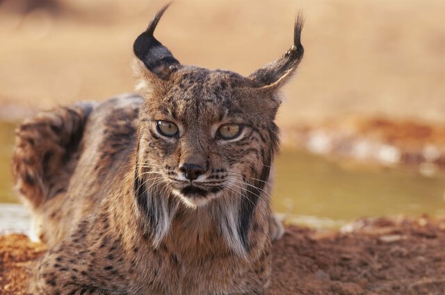 404 LINCES: SE CONFIRMA LA BUENA RECUPERACIÓN DEL LINCE IBÉRICO