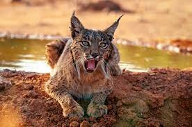 EL LINCE IBÉRICO ENTRA EN LA LISTA DE “ESPECIE EN PELIGRO DE EXTINCIÓN DE ESPAÑA"
