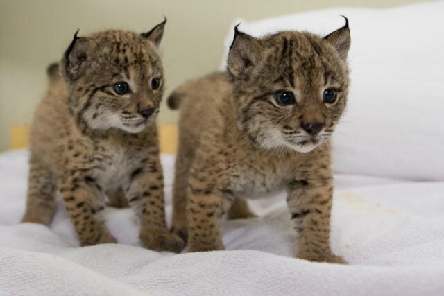 PRIMER NACIMIENTO EN CAUTIVIDAD DE UNA CAMADA DE LINCE IBÉRICO