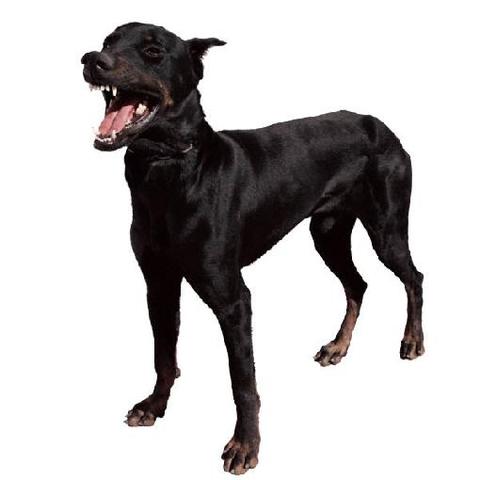 Llegu(e) poco a un pero cuando ten(i)a cuatro a(n)os.