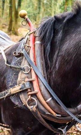 Els Collars de cavall