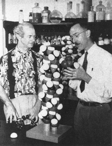 Linus Pauling and Robert Corey