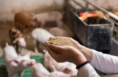 REGOLAMENTO 882/2004