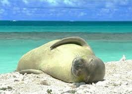 Plan de Acción para la Recuperación de la Foca Monje en el Atlántico Orienta