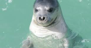 Fin de peligro de extinción