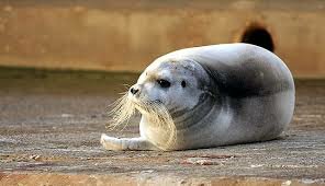 Segunda ley de protección