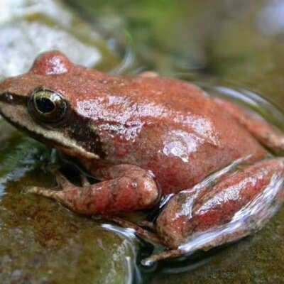 Timeline: Rana Pirenaica