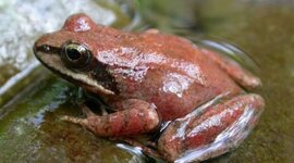 Timeline: Rana Pirenaica