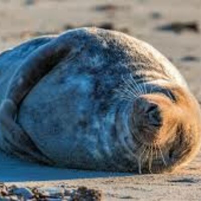 Timeline: Evolución de la foca monje // Geografía