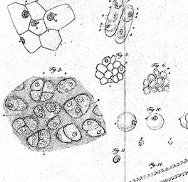 Il·lustracións de cèl·lules i teixits