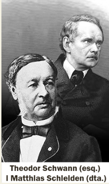 Partícules elementals