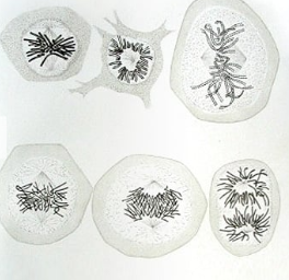 Divisió cel·lular i paper dels cromosomes