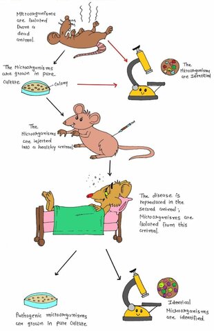 Koch discovered that certain organisms cause a certain disease.