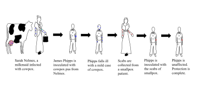 Jenner discovered that inoculation with cowpox could cause immunity to small pox.