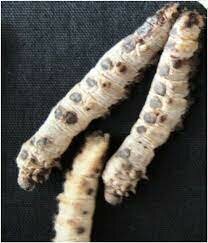Bassi showed that silkworm disease was caused by a fungus.