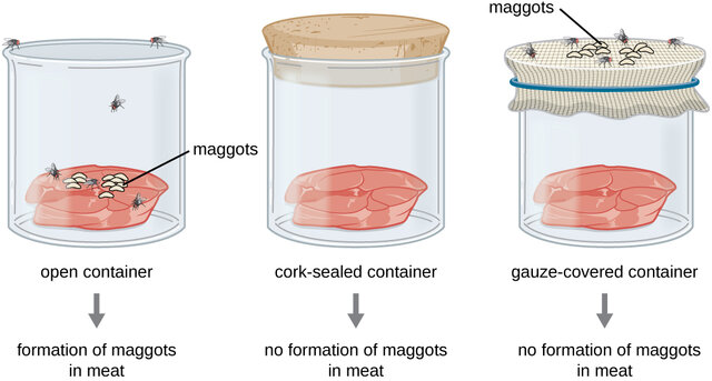 Redi attempted to disprove spontaneous generation.
