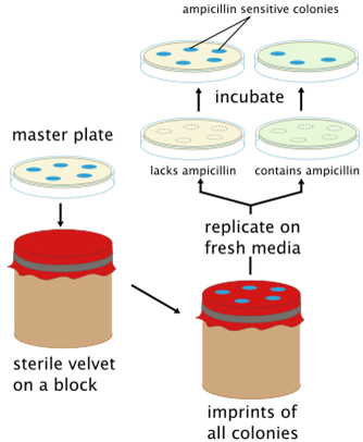 Lederberg conducted experiments to study gene replication and recombination in bacteria.