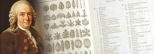 Carolus Linnaeus created the system of scientific nomenclature that we still use today.