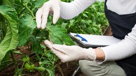 Timeline: Teorías del origen de la enfermedad en plantas