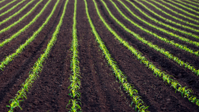 Primera política agrícola común