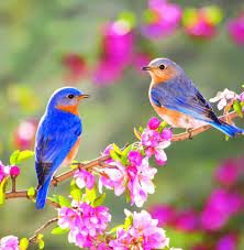 PRIMO GIORNO DI PRIMAVERA