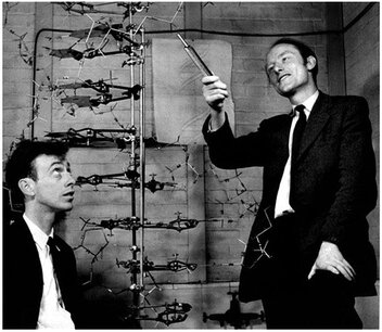 Watson and Crick double helix structure of DNA