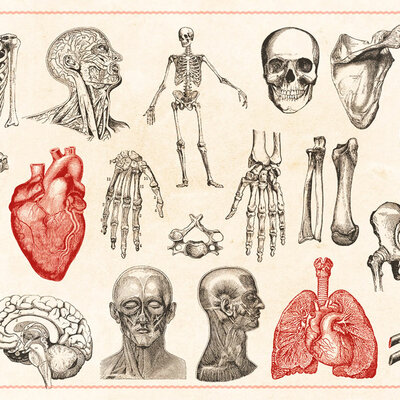 Timeline: Historia y evolucion de la Anatomía y Fisiología