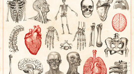 Timeline: Historia y evolucion de la Anatomía y Fisiología