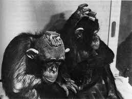 EXPERIMENTOS DE LOBOTOMÍA EN MONOS