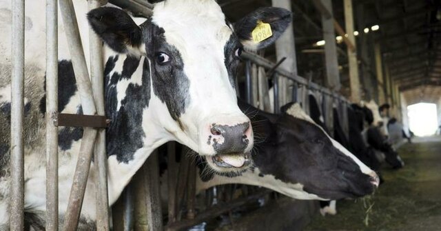 Crisi de les vaques boges