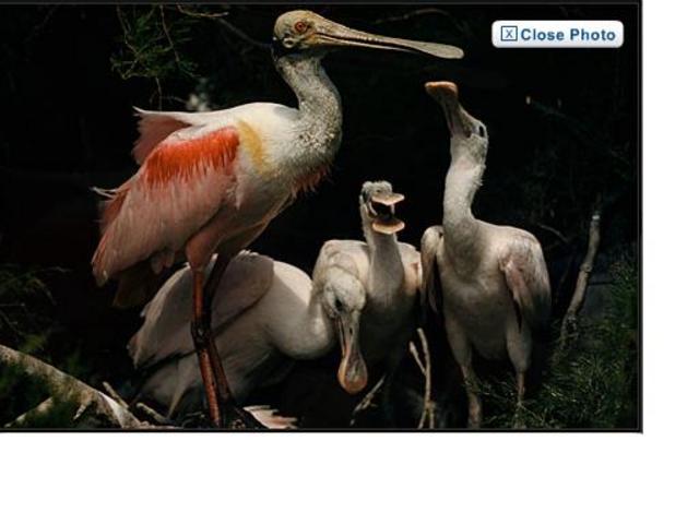 First Magazine In Colour