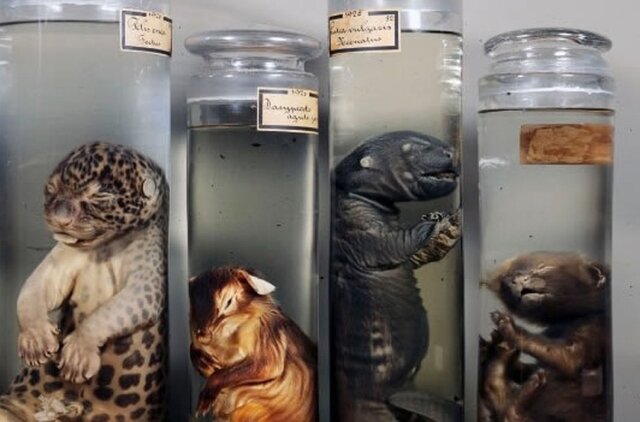 El gas "Aldehído fórmico"