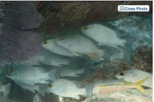 First Under Water photo Taken