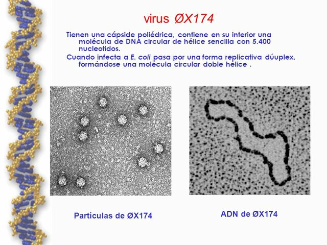Virus øX174