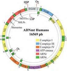 Genoma de Mitocondria Humana