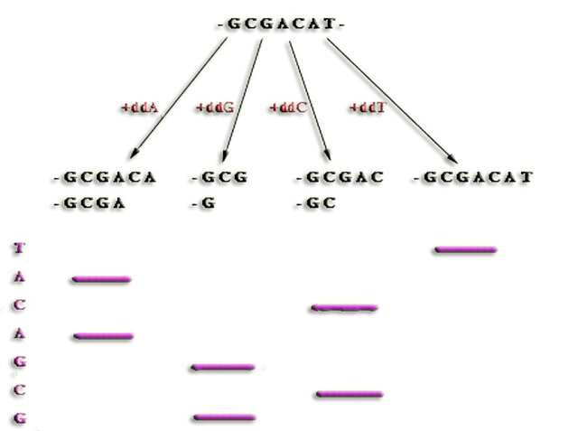 Secuenciar fragmentos de ADN