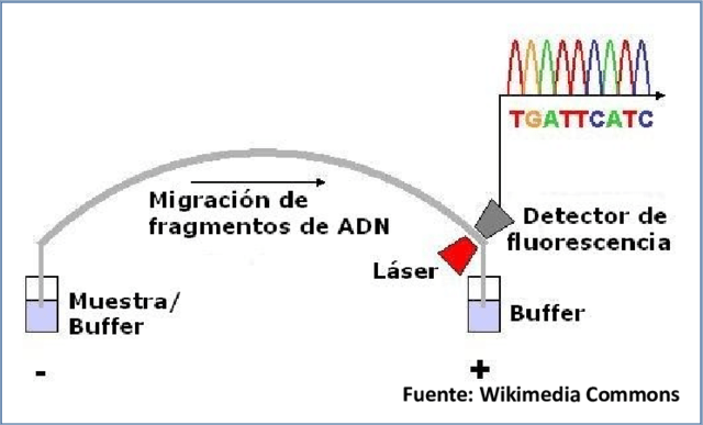 Electroforesis Capilar