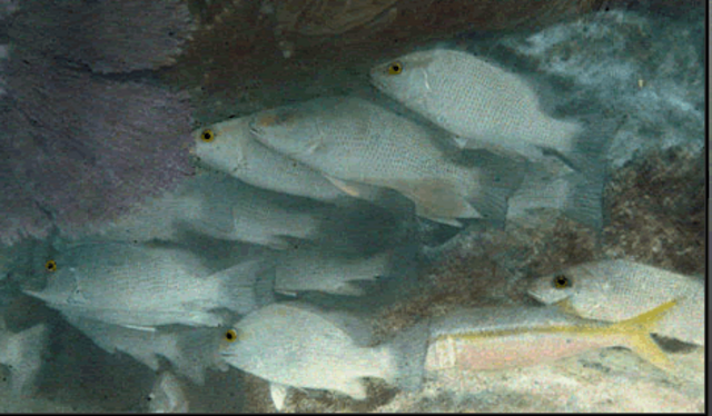 First coloured photo underwater