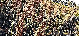 Globalización Arcaica