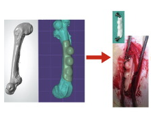 Principios de la Regeneración osea