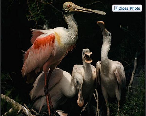 The First Magazine In Color